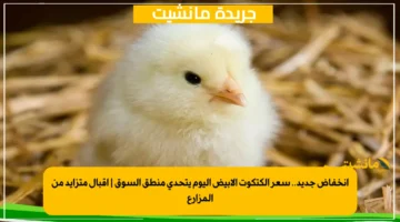 انخفاض جديد.. سعر الكتكوت الأبيض اليوم يتحدى منطق السوق إقبال متزايد من المزارع 1